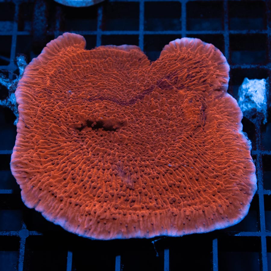 SBM Montipora Plato Roja