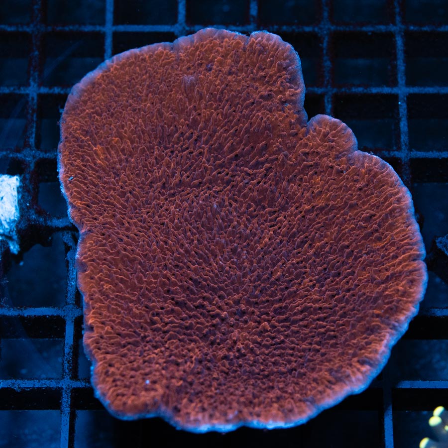 SBM Montipora Plato Roja