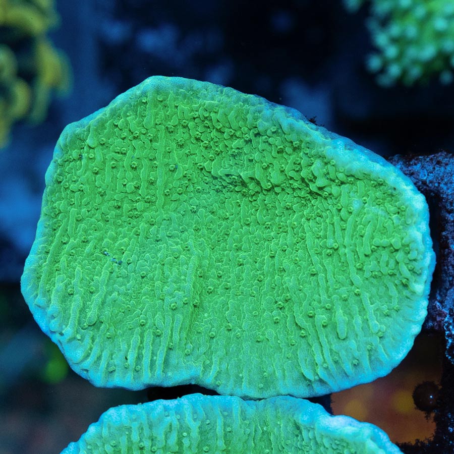 SBM Montipora Verde