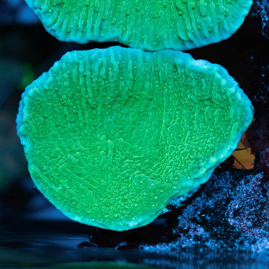 SBM Montipora Verde