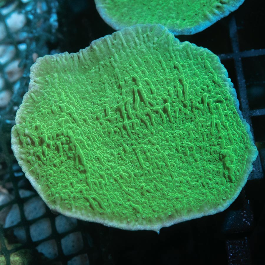 SBM Montipora Plato Verde