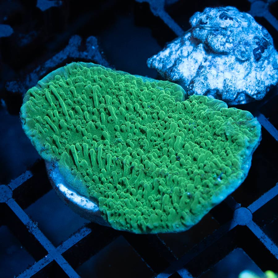 SBM Montipora Plato Verde