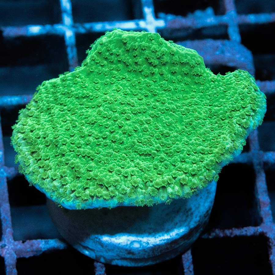 Placa Verde SBM Montipora