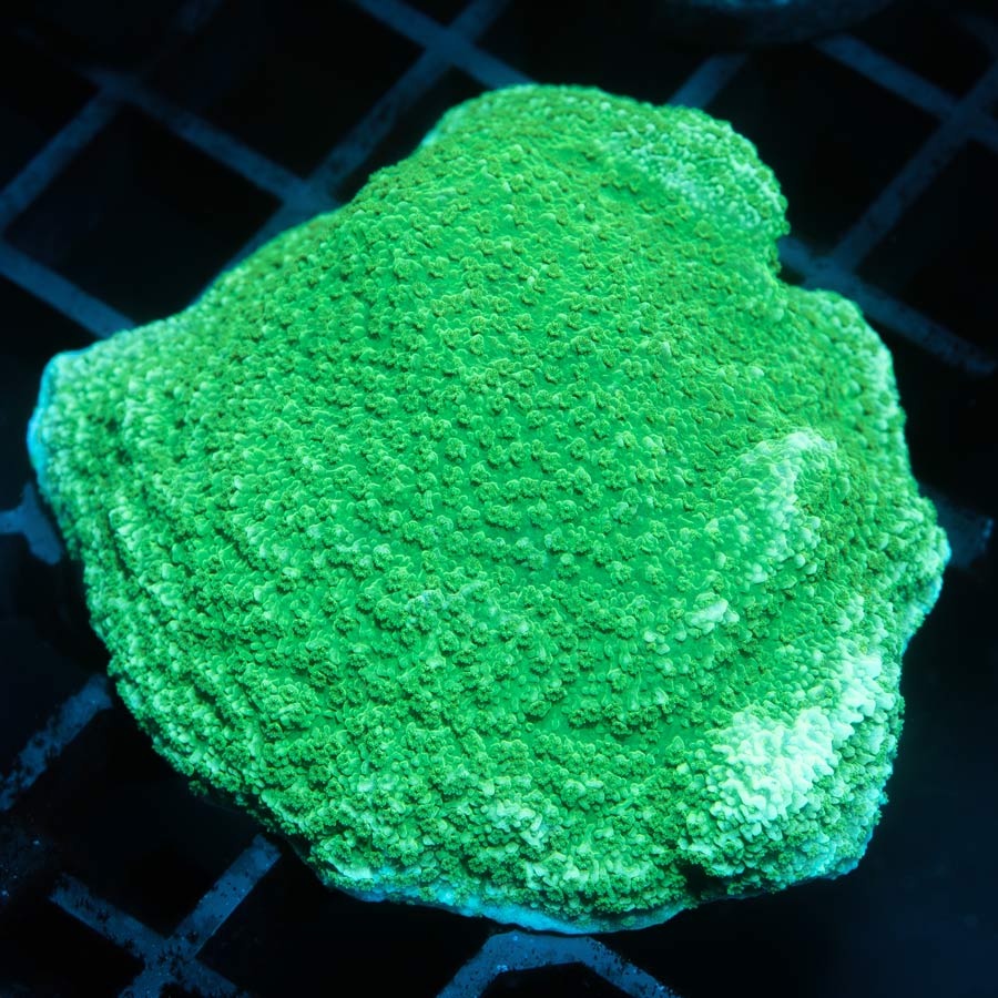 SBM Montipora Plato Verde