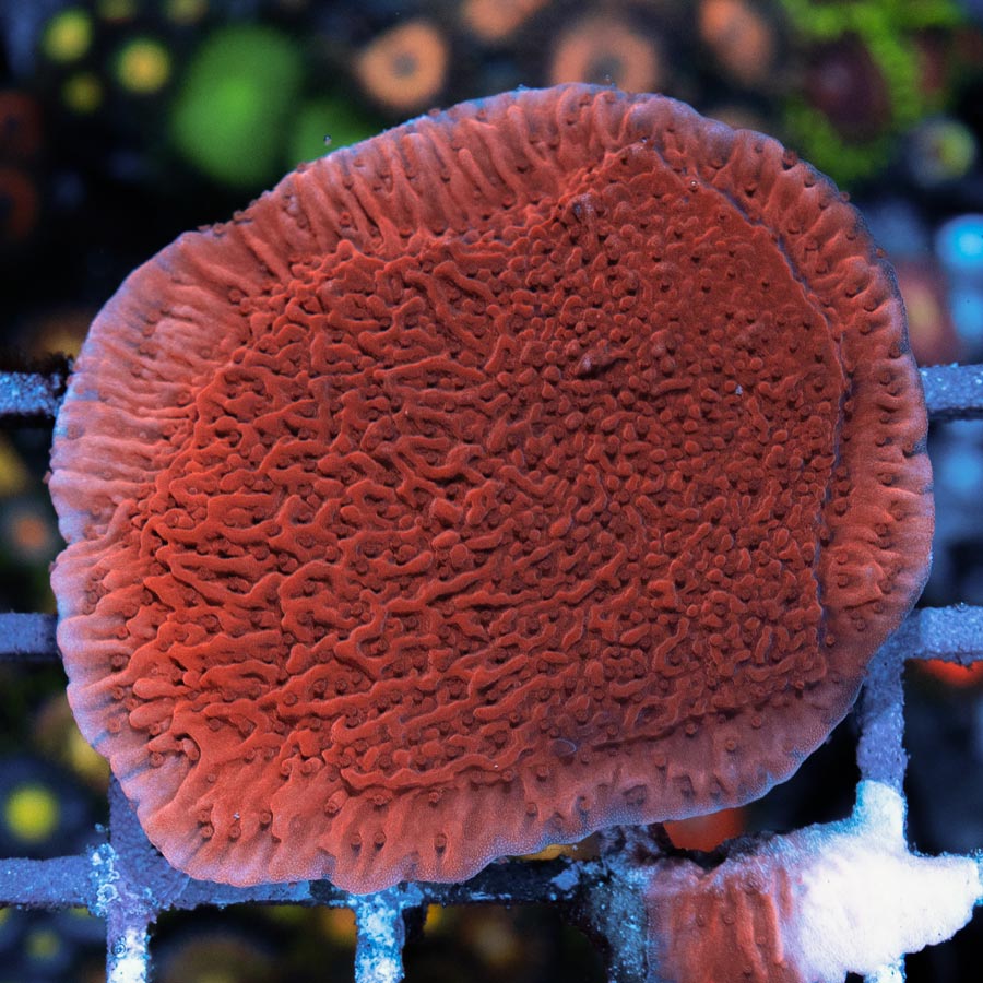 Placa Vermelha SBM Montipora