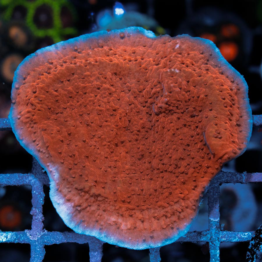 Placa Vermelha SBM Montipora