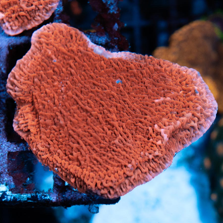 SBM Montipora Plato Roja