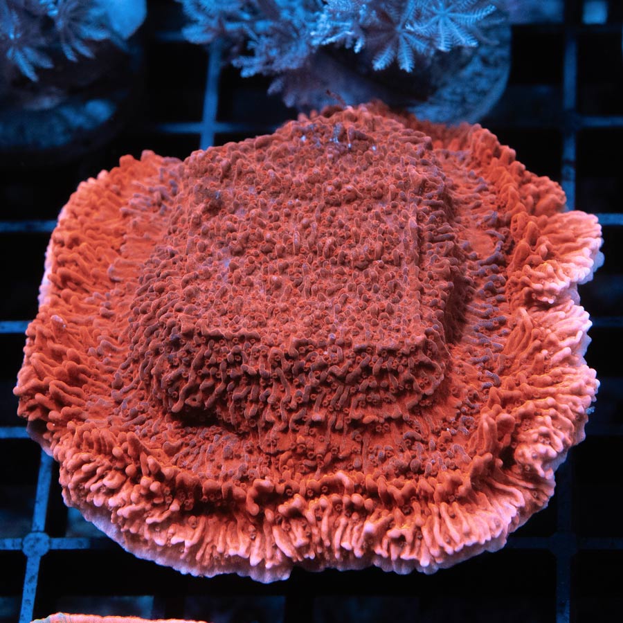 SBM Montipora Roja