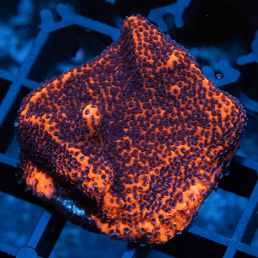 SBM Montipora Superman