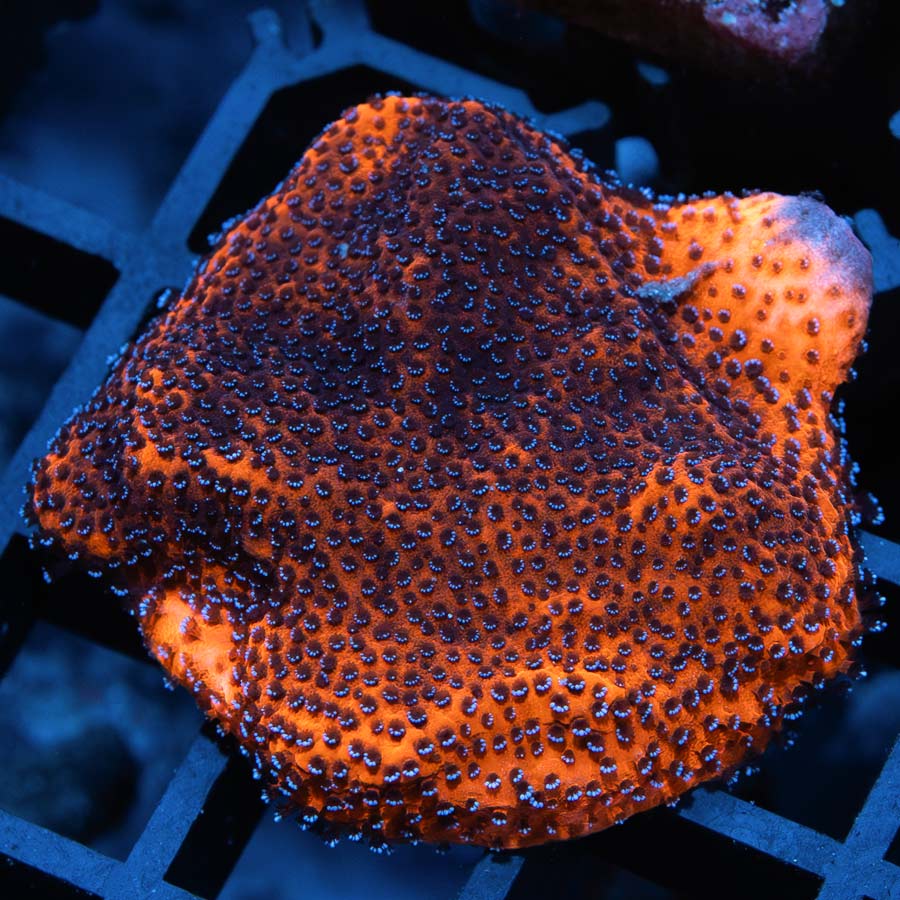 SBM Montipora Superman