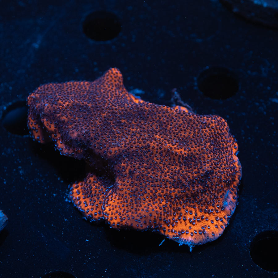 SBM Montipora Superman