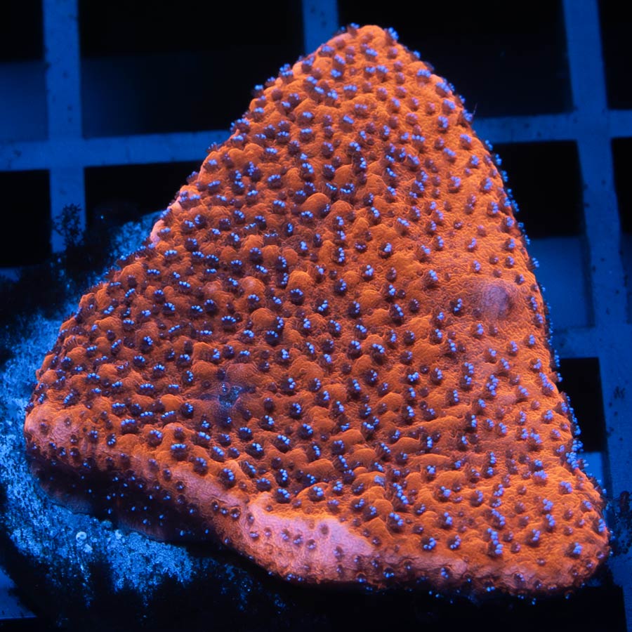 SBM Montipora Superman