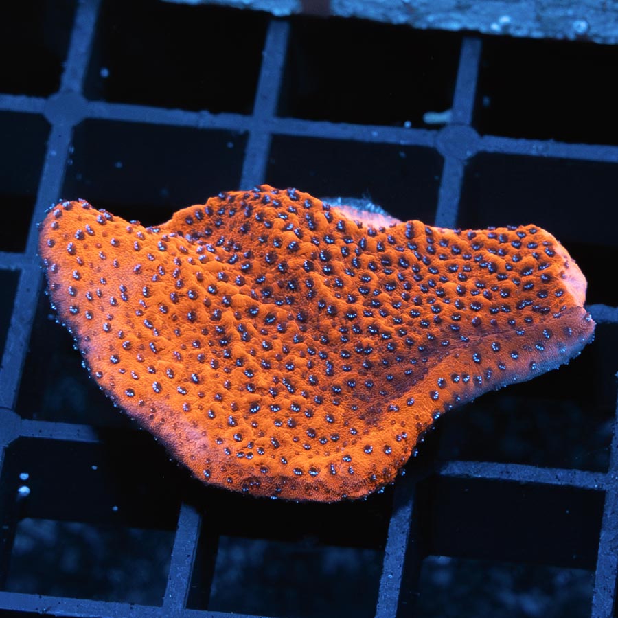 SBM Montipora Superman
