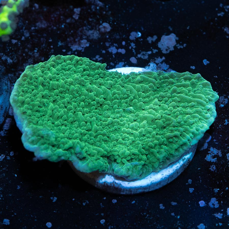 SBM Montipora Verde