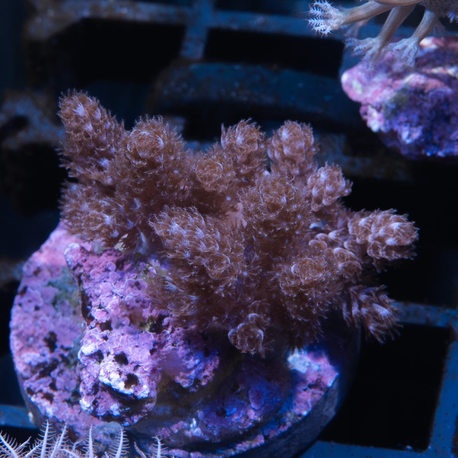 SBM Nepthea