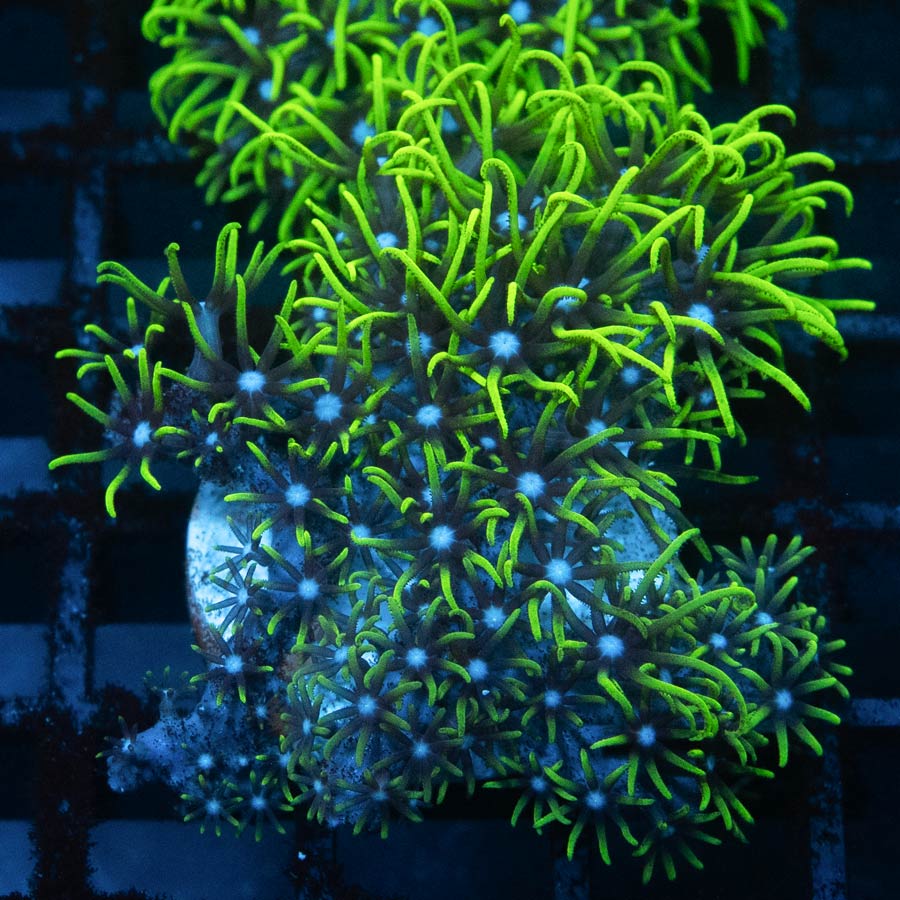 SBM Pachyclavularia  violacea (no briaerum)