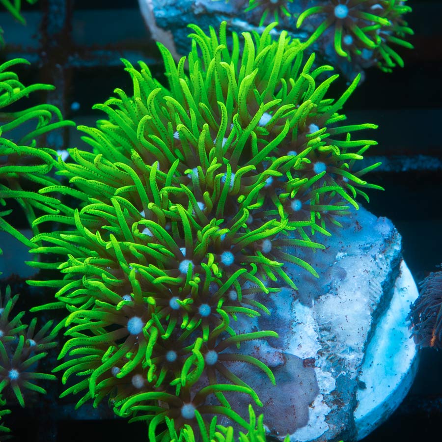 SBM Pachyclavularia  violacea (no briaerum)