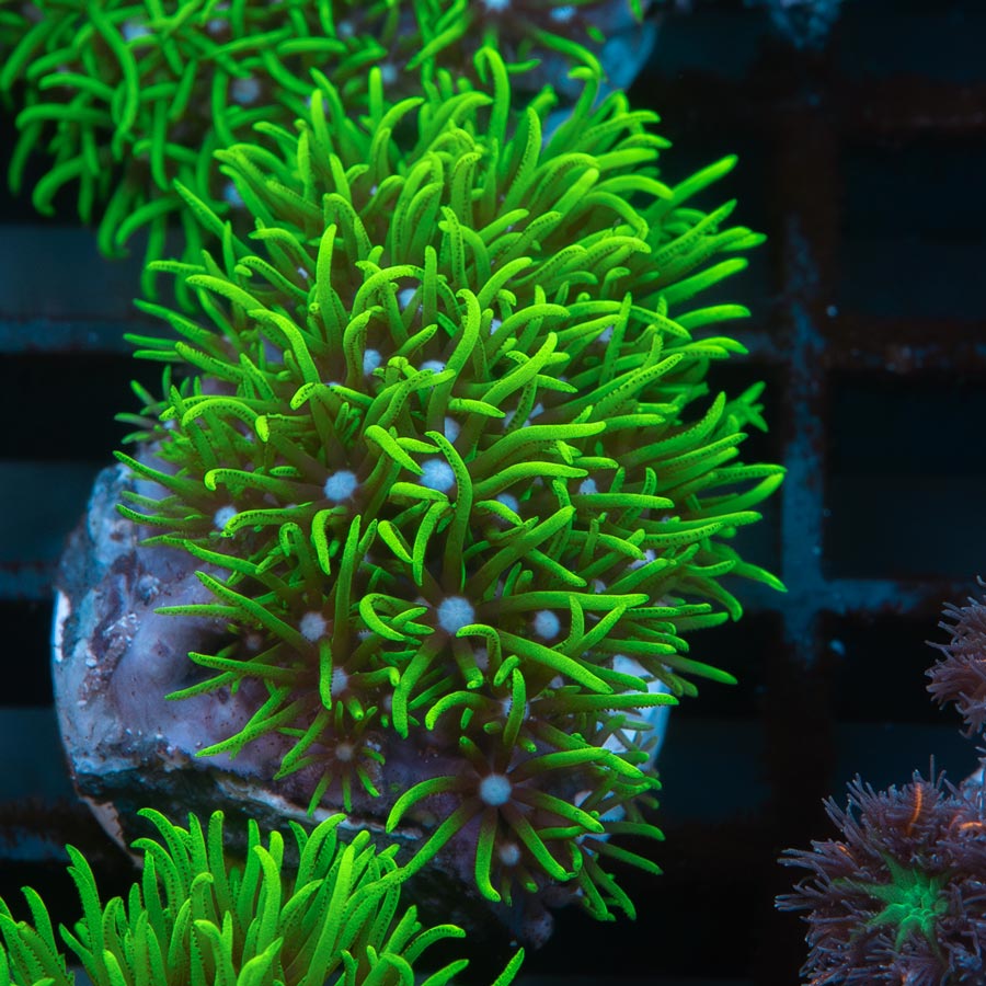 SBM Pachyclavularia  violacea (no briaerum)