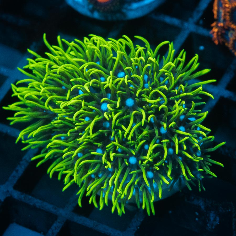 SBM Pachyclavularia  violacea (no briaerum)