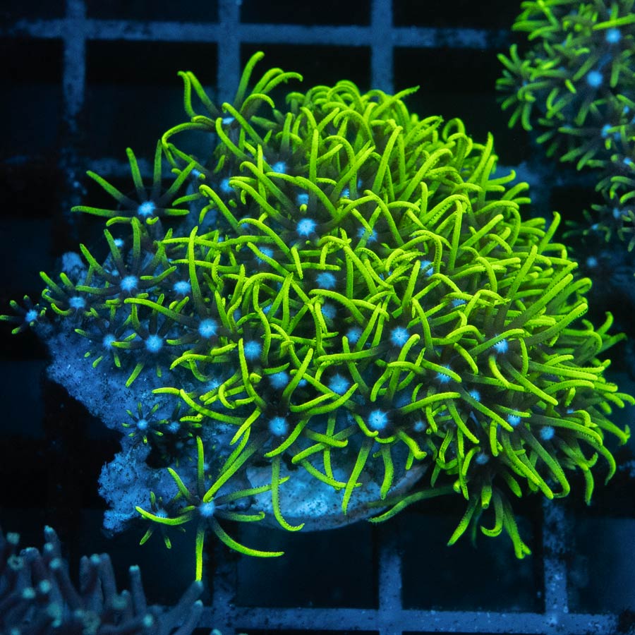 SBM Pachyclavularia violacea (no briaerum)