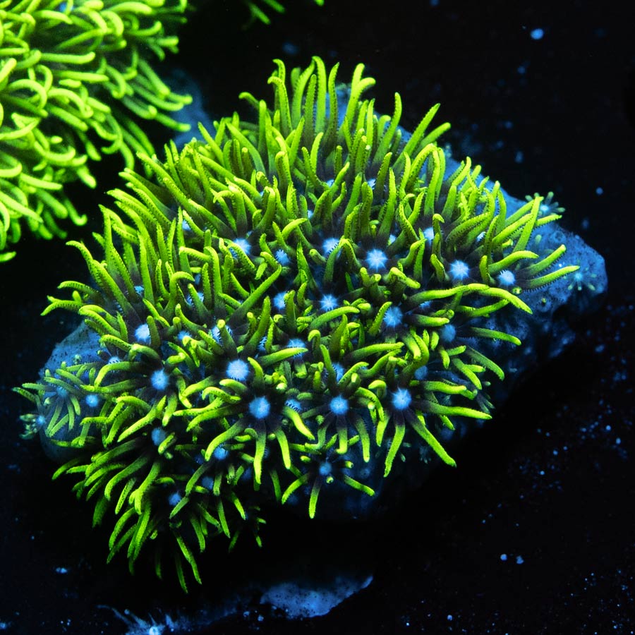 SBM Pachyclavularia Violacea