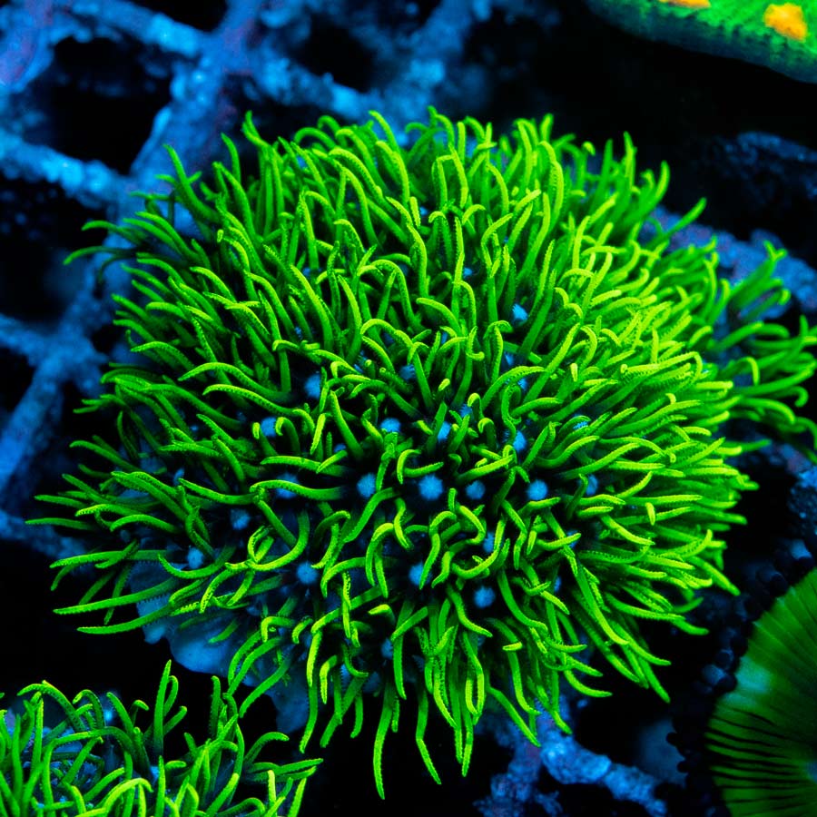 SBM Pachyclavularia