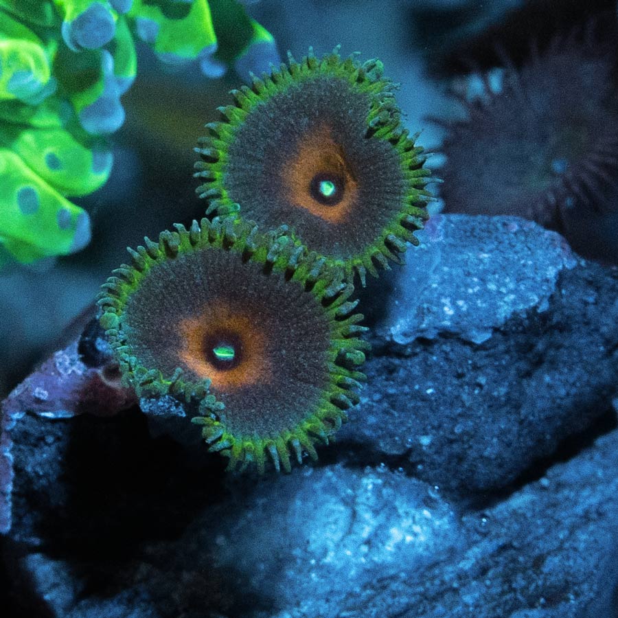 SBM Palythoa Capitan America