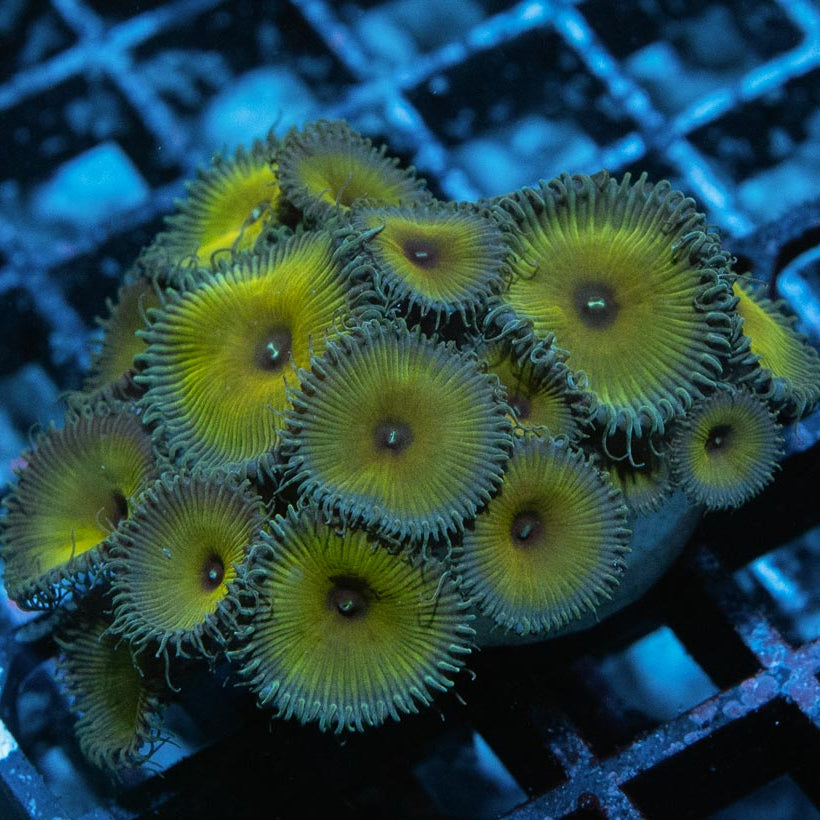 SBM Palythoa Captain Jerk 20 pol