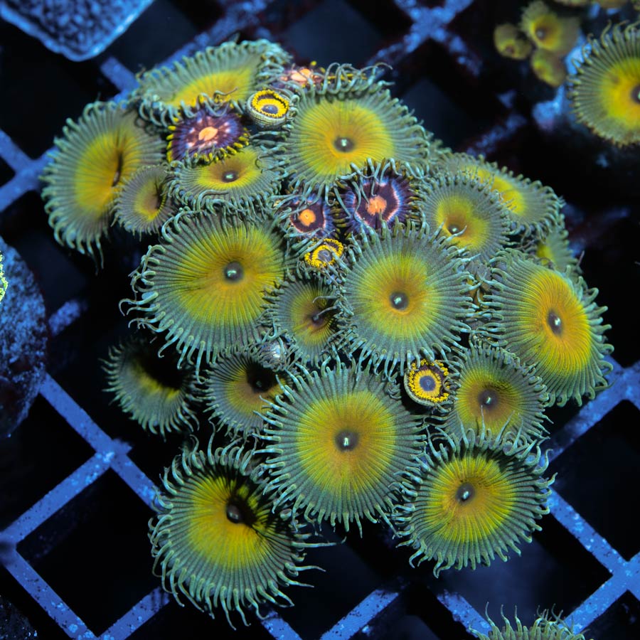 SBM Palythoa Captain Jerk + Zoanthus LA Lakers + Zoanthus 4 Elements
