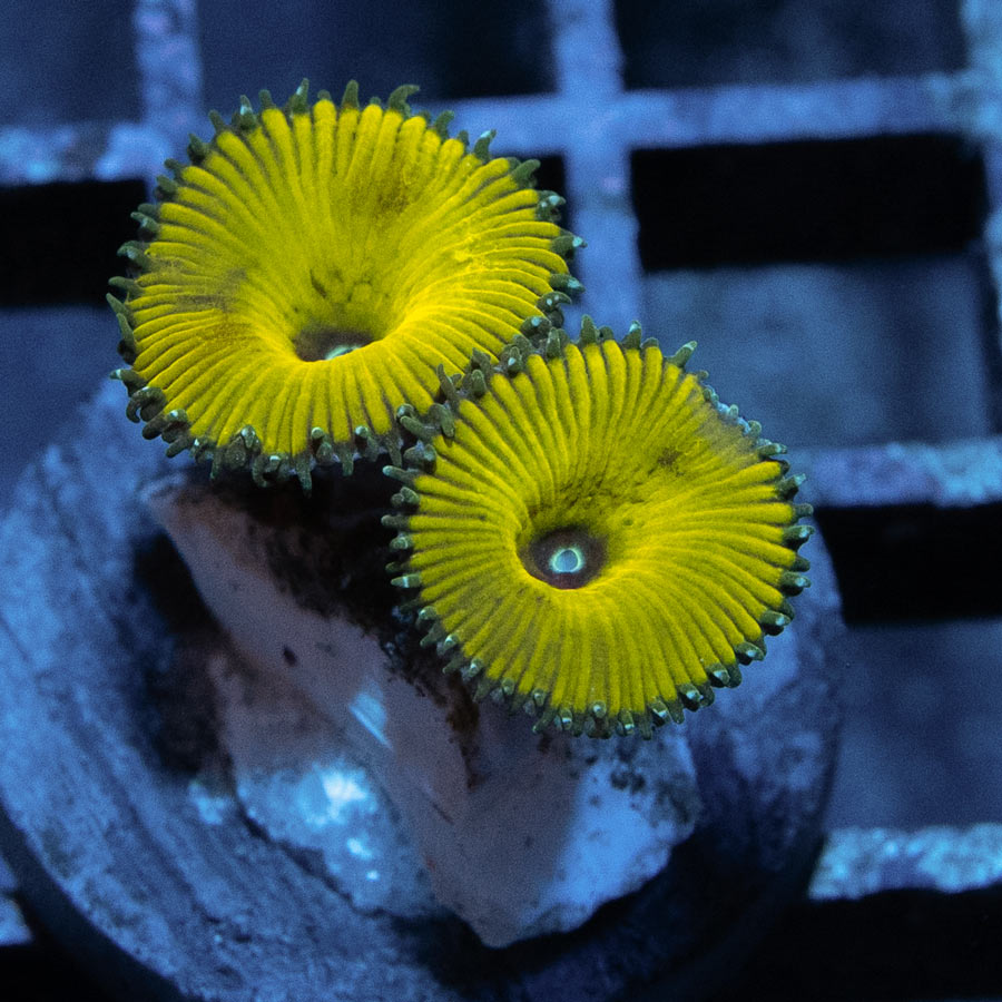 SBM Palythoa Nuclear Green