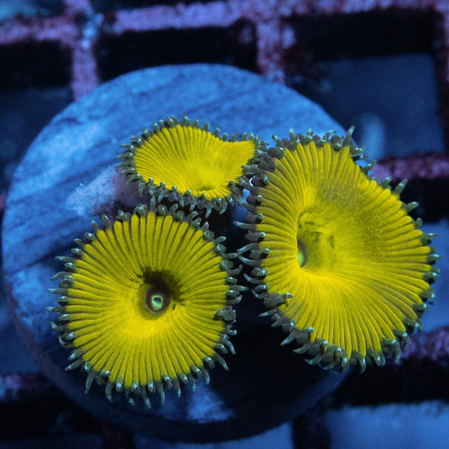 SBM Palythoa Nuclear Green