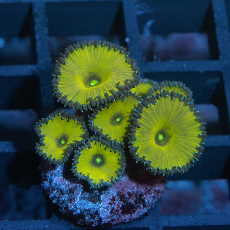 SBM Palythoa Nuclear Green 7 pol