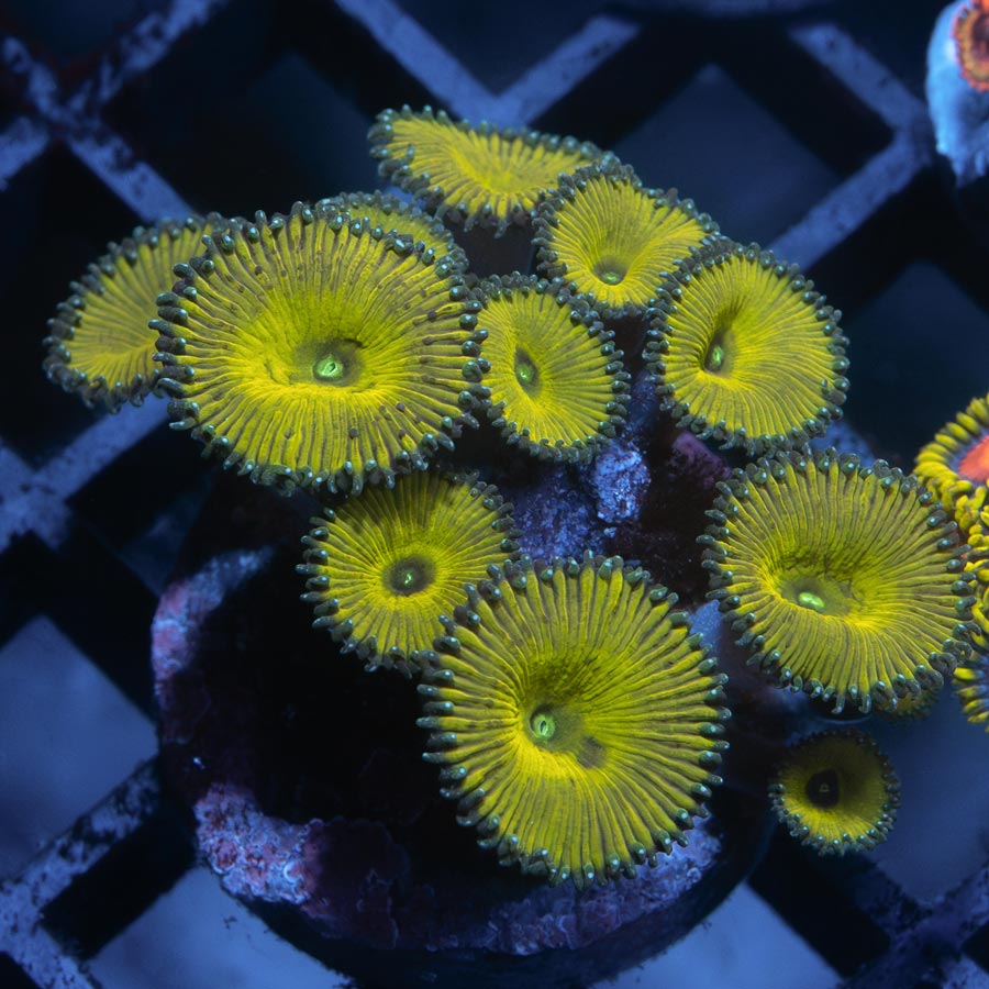 SBM Palythoa Nuclear Green