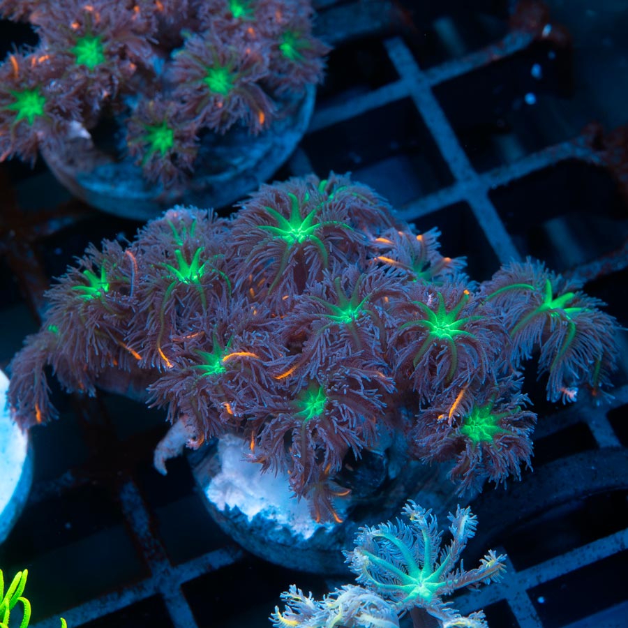 SBM Clavularia Papaya ''Rainbow Infusion''