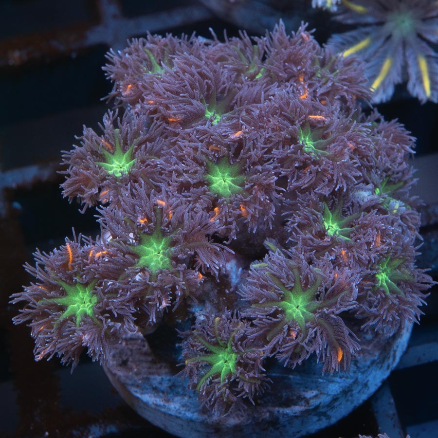 SBM Clavularia Papaya ''Rainbow Infusion''
