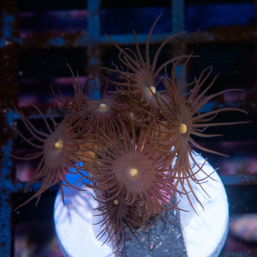 SBM Parazoanthus Gracilis