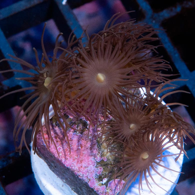 SBM Parazoanthus Graciiis