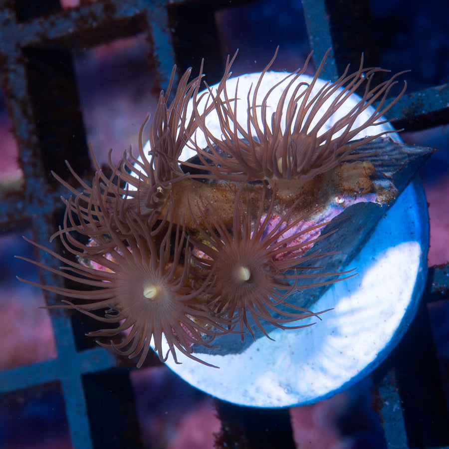 SBM Parazoanthus Gracilis