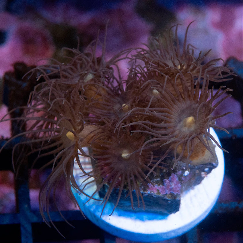 SBM Parazoanthus Gracilis