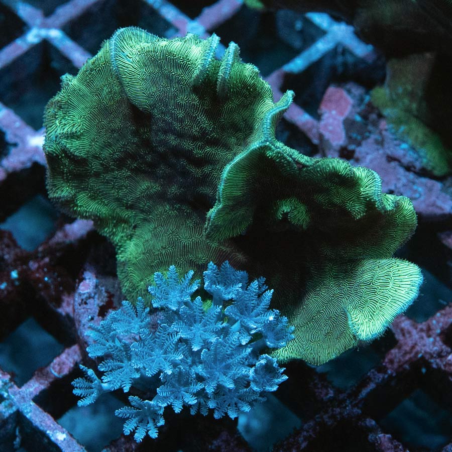 SBM Pavona Cactus +Xenia pulsante