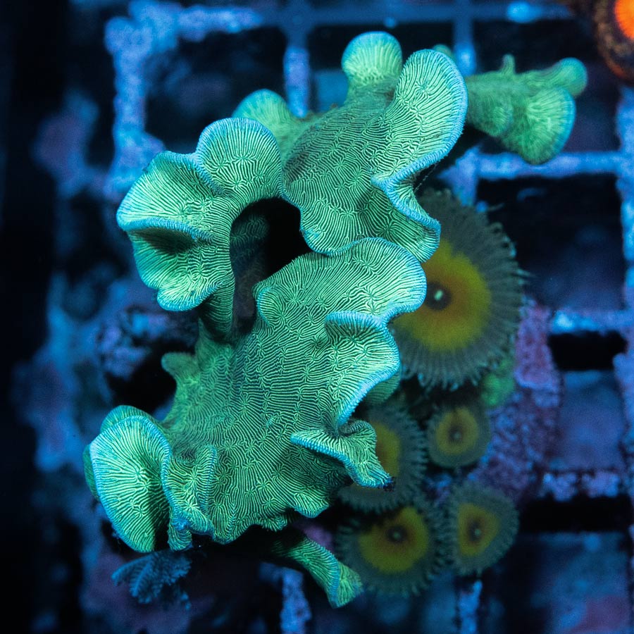SBM Pavona Cactus + Palythoa Captain Jerk
