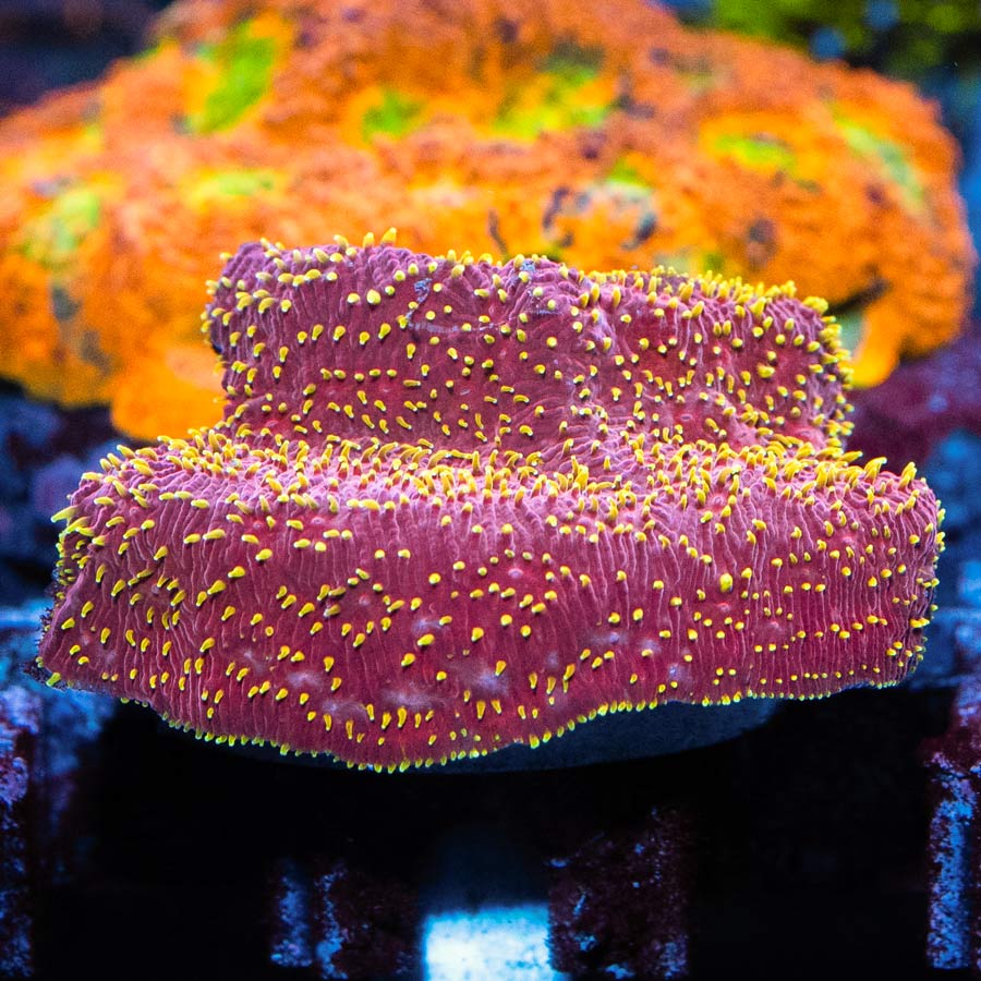 SBM Pavona Freak Hair 6 cm