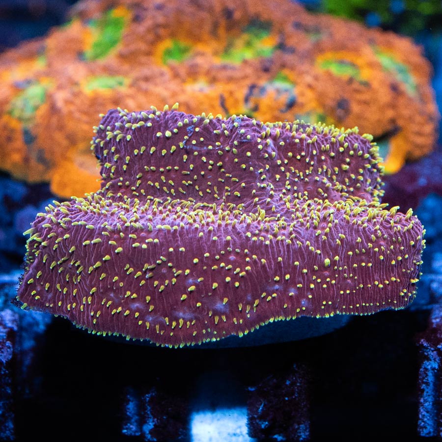 SBM Pavona Freak Hair 6 cm