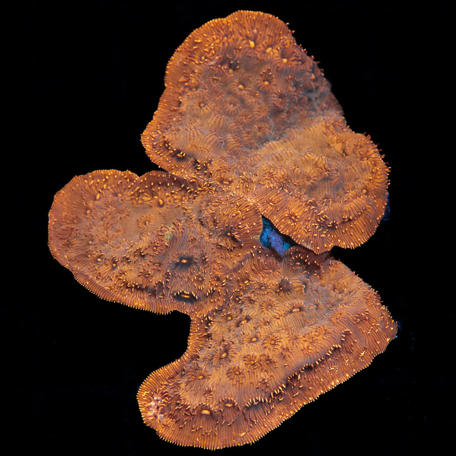 SBM Pavona Maldiviensis 7 cm