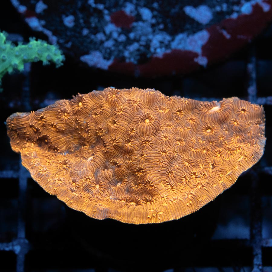 SBM Pavona Maldiviensis Orange