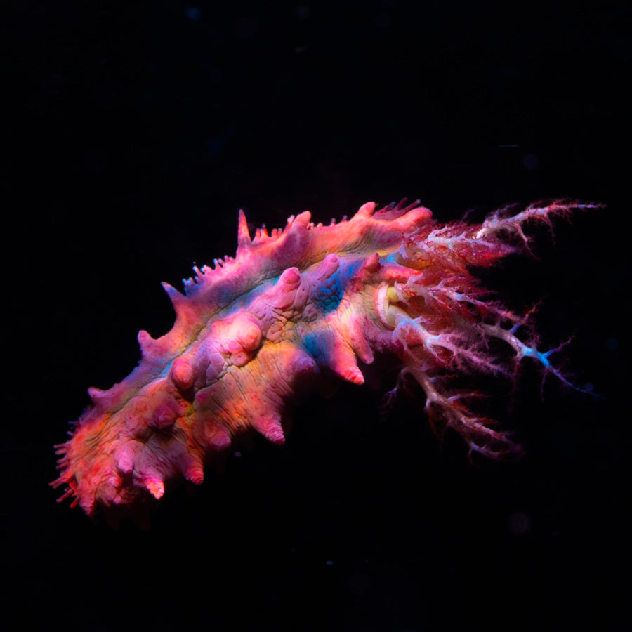 Colochirus Crassus (pepino de mar)