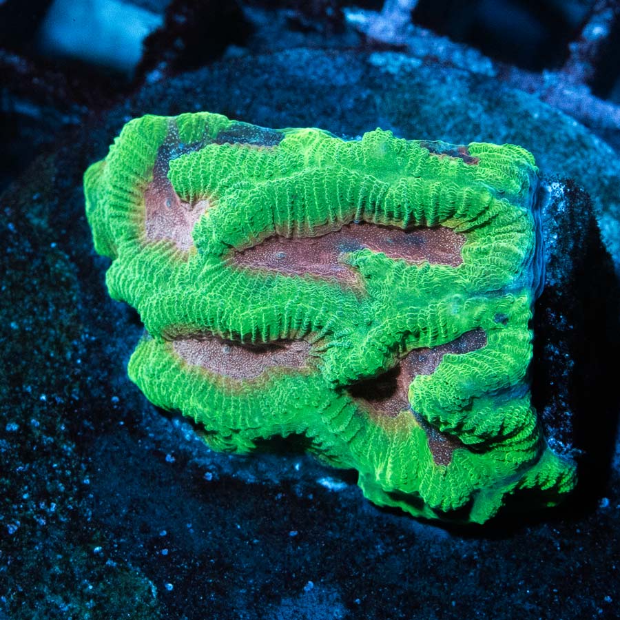 SBM Platygyra Pink Ultra