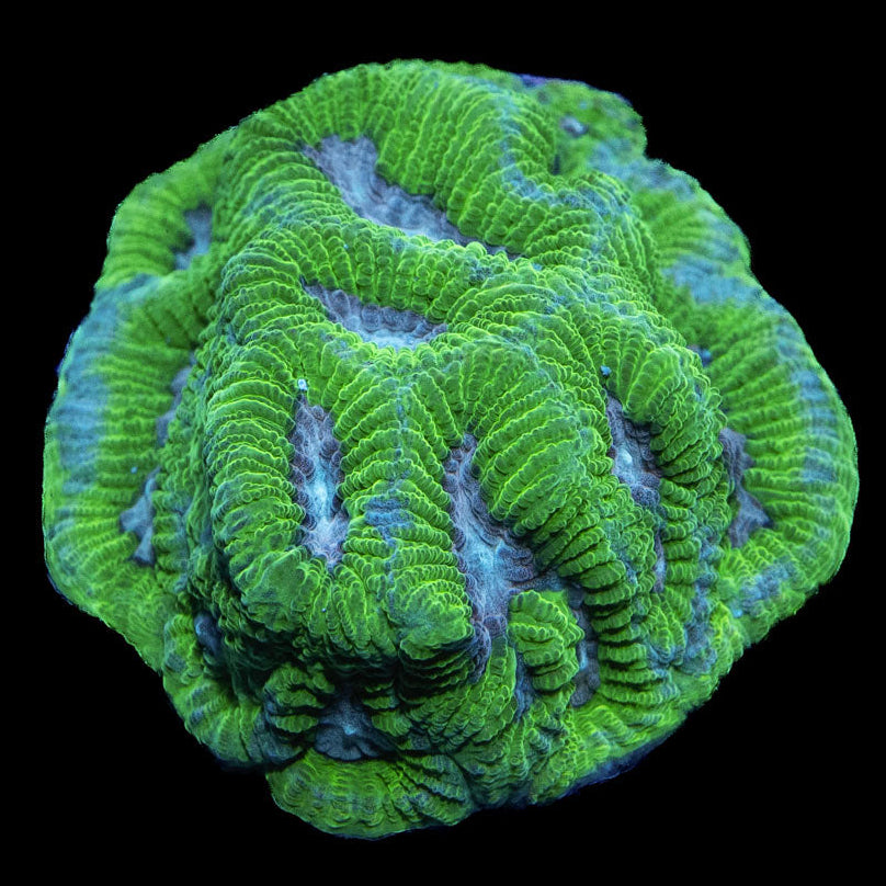 SBM Platygyra Bicolor