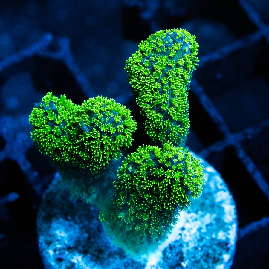 SBM Pocillopora Green