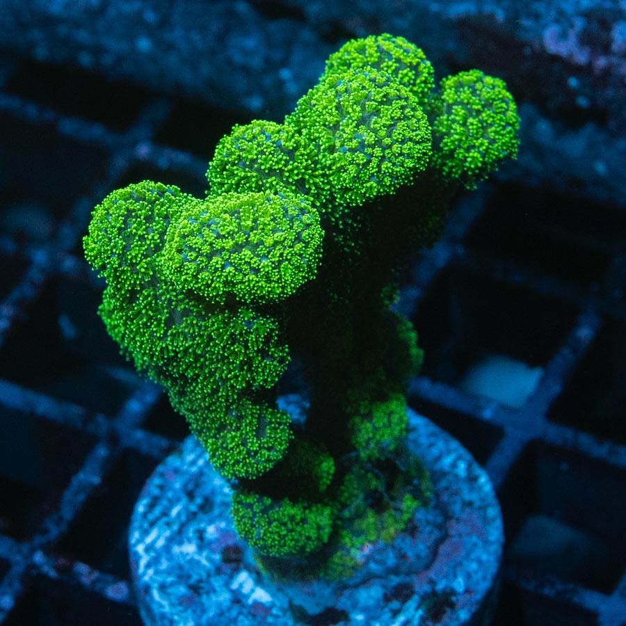 SBM Pocillopora Green